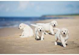 Noms de chiens par lettre Noms de chiens par lettre