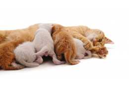 Matériel pour la mise-bas d'une chatte Matériel pour la mise-bas d'une chatte