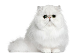 Soin des yeux des chats et des chiens  et faire disparaitre les traces brunâtres