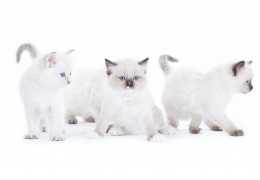 Noms de Chats par lettre Noms de Chats par lettre