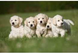 Noms de chiens par lettre
