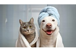 How to properly wash your dog or cat? Our tips from professional groomers How to properly wash your dog or cat? Our tips from professional groomers