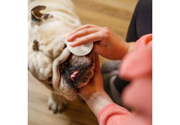TACHES SUR LE VISAGE DU BOULEDOGUE