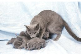 Matériel pour la mise-bas d'une chatte