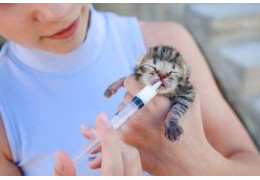 GIVING BIRTH IN DOGS AND CATS: EVERYTHING YOU NEED TO KNOW