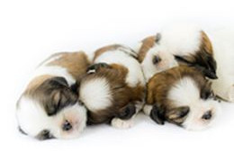 Complete list of essential equipment for a female dog giving birth 🐶