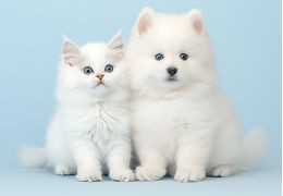 Soin des yeux des chats et des chiens  et faire disparaitre les traces brunâtres