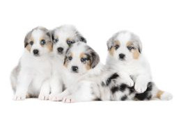 Nomi per cani 2025-2026: scopri i nomi più belli che iniziano con la lettera A e B