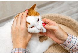 ROUTINE NETTOYAGE DES YEUX DU CHAT