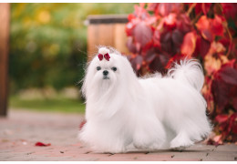 Comment enlever les taches de larmes chez le chien : guide complet et solutions efficaces