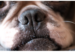 NEZ SEC DU BOULEDOGUE