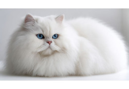 Taches lacrymales chez le chat