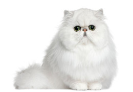 RACES DE CHATS SUJETTES AUX TACHES LACRYMALES