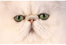 CAUSES DES TACHES LACRYMALES CHEZ LE CHAT