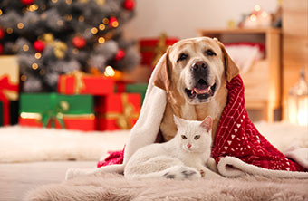 Noël